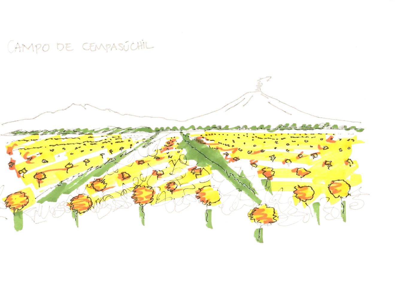 Color hand drawing: a field of marigolds with a volcano in the background